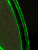 Плазменный диск Зелёный (Giant) D - 40см