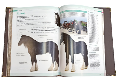 Книга Лошади. Новая энциклопедия (в коробе)