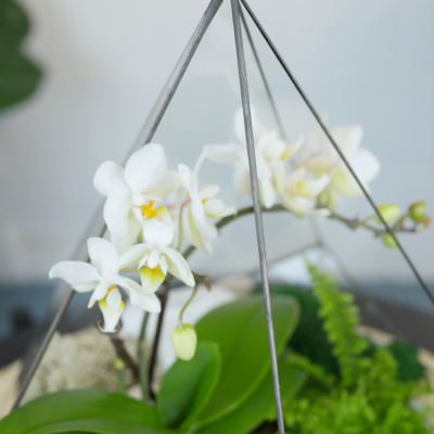 Готовый флорариум с белой орхидеей Капля