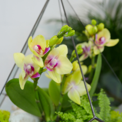 Готовый флорариум с желтой орхидеей Капля