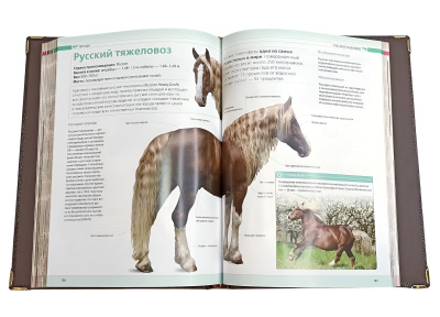 Книга Лошади. Новая энциклопедия (в коробе)