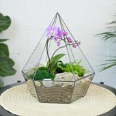 Готовый флорариум с орхидеей Виолет Алмаз