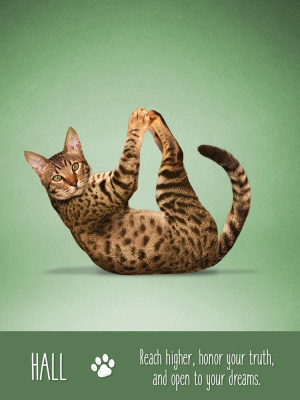 Карты Таро: "Yoga Cats Deck  Book Set"