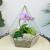 Готовый флорариум с орхидеей Виолет Алмаз